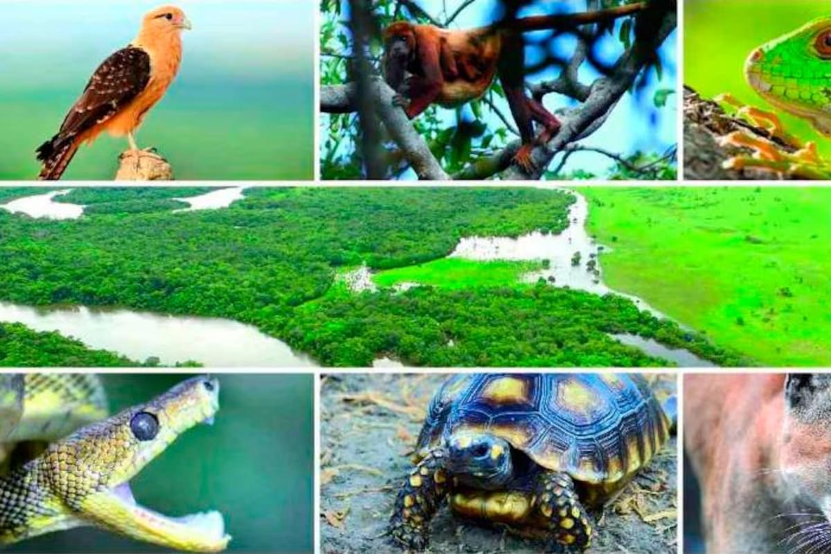 Colombia busca ser sede de la Cumbre de Biodiversidad más importante del mundo