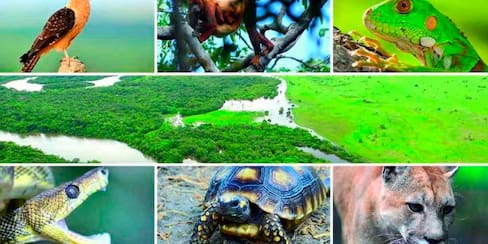 Colombia busca ser sede de la Cumbre de Biodiversidad más importante del mundo