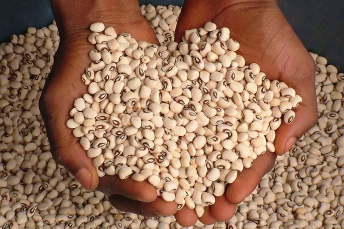Frijol 'cabecita negra' conquistó el mercado de Estados Unidos