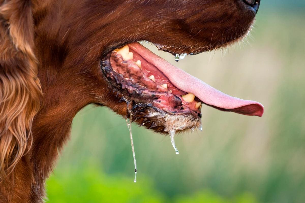 Estas son las enfermedades más comunes en perros y gatos