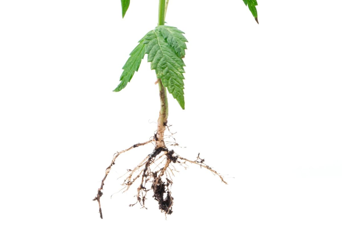 Investigan el cannabis para tratar la enfermedad de Crohn