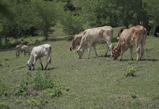ARN destaca avances de proyectos de reincorporados en Morroa y Ovejas