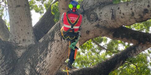 Así va censo de árboles en Cartagena y podas controladas, Distrito explica
