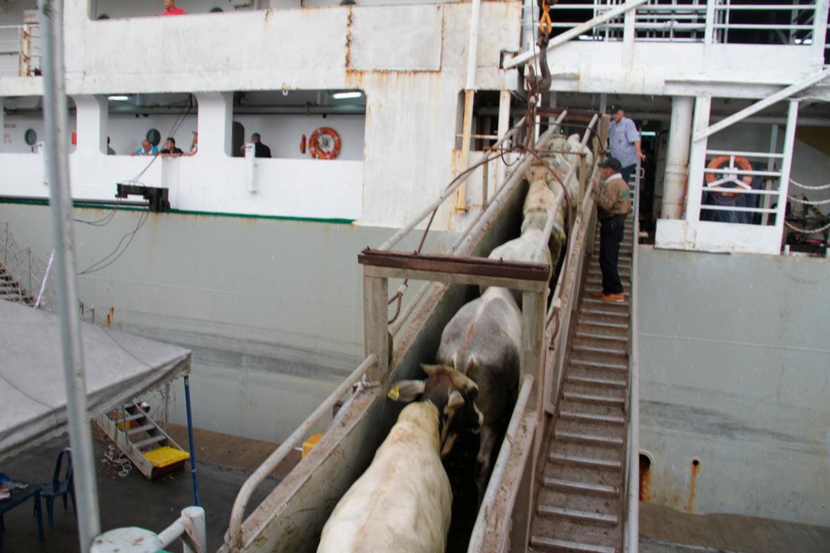 A Irak, el más grande embarque de ganado en pie