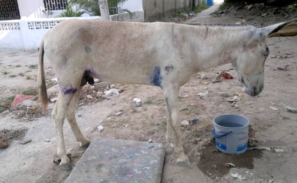 El animal se está recuperando con ayuda de medicamentos. Cortesía