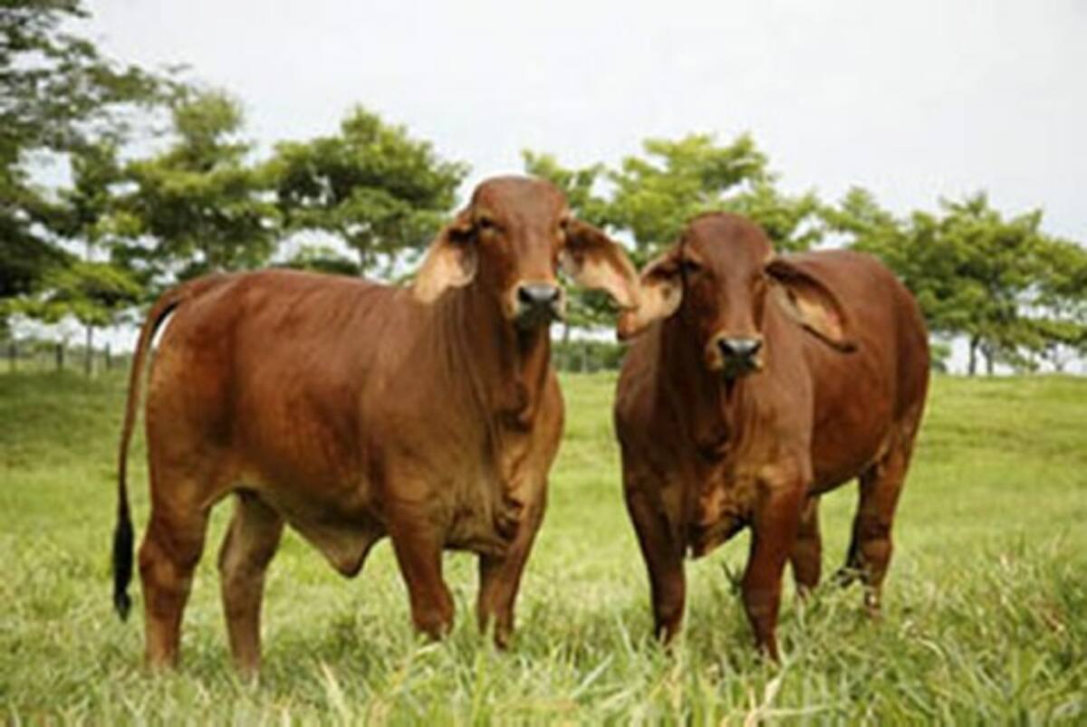 La Asociación Colombiana de Criadores de Ganado Cebú (Asocebú), reportó un total de 108 mil 752 animales Brahman Rojo. La Asociación Colombiana de Criadores de Ganado Cebú (Asocebú), reportó un total de 108 mil 752 animales Brahman Rojo.
