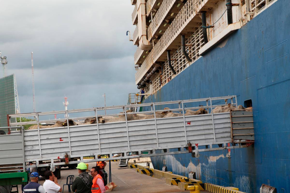 Personal del ICA inspeccionó el embarque de los animales en el Puerto de Mamonal. // fotos óscar díaz acosta - el universal