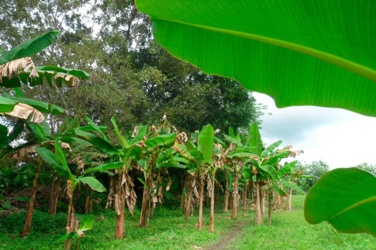 Productores de plátano se la juegan con altas densidades de siembra