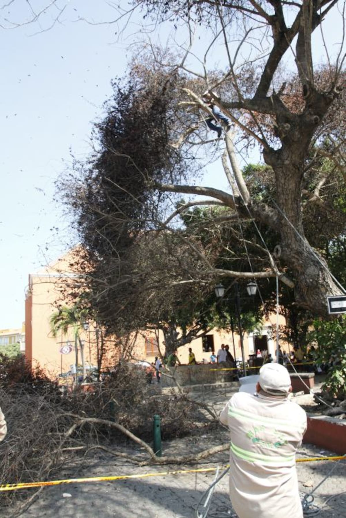 Tala del árbol de campano en la Plaza de San Diego. LUIS EDUARDO HERRÁN - EL UNIVERSAL