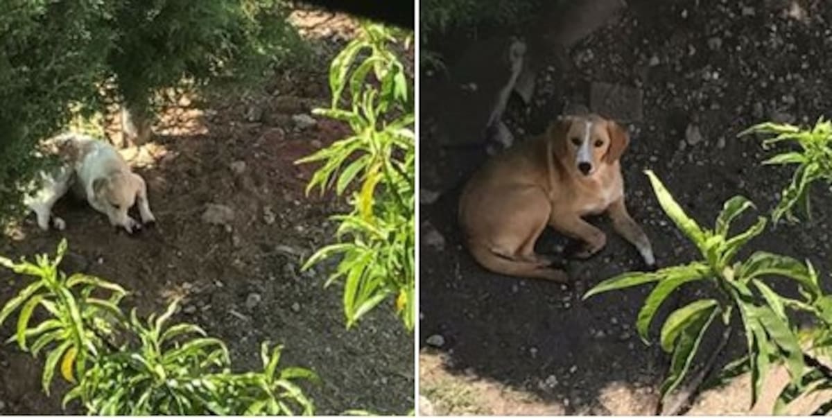 Dos perros son maltratados por su dueña en sus extremidades. Facebook.