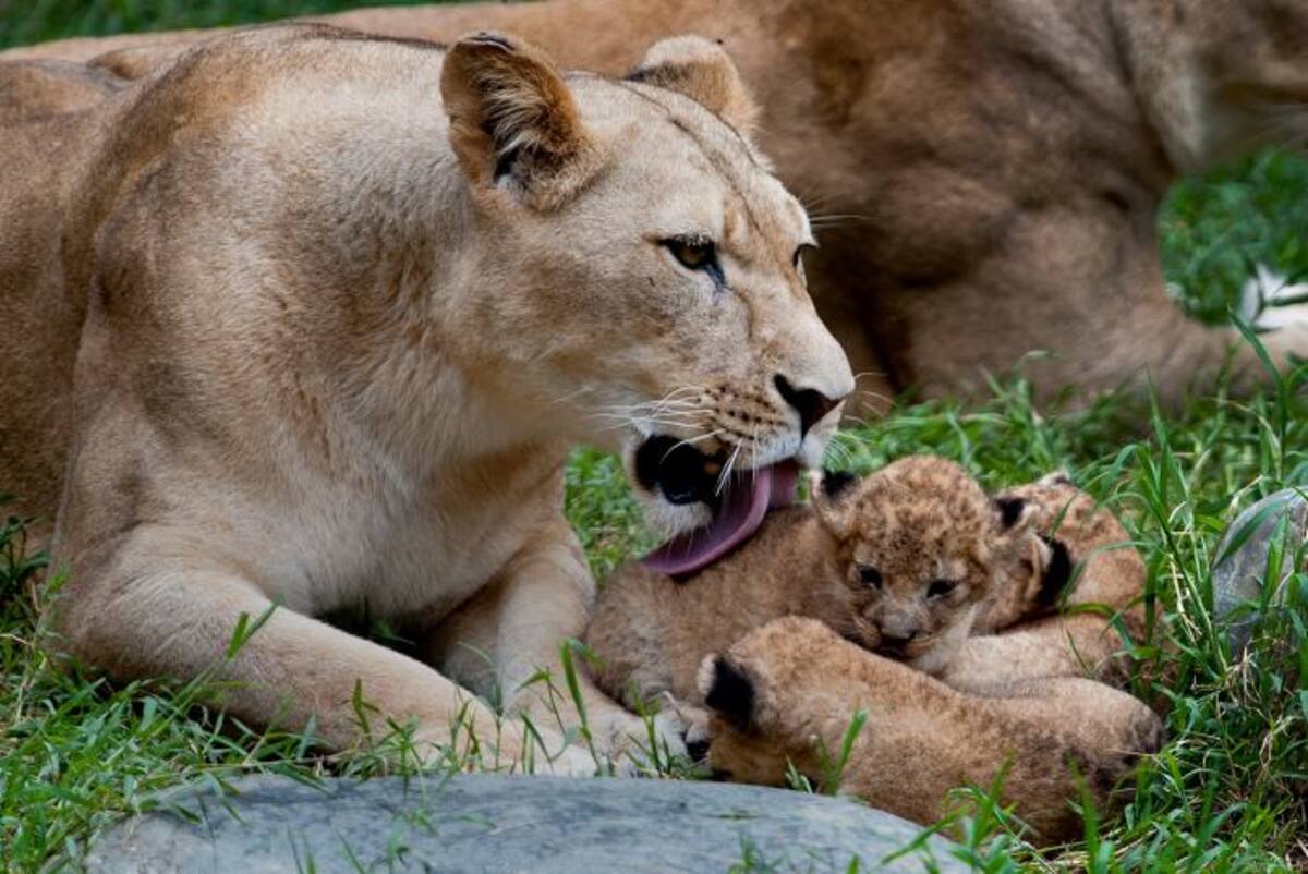 La mayoría de estos animales mueren por la caza ilegal. AFP LUIS ROBAYO