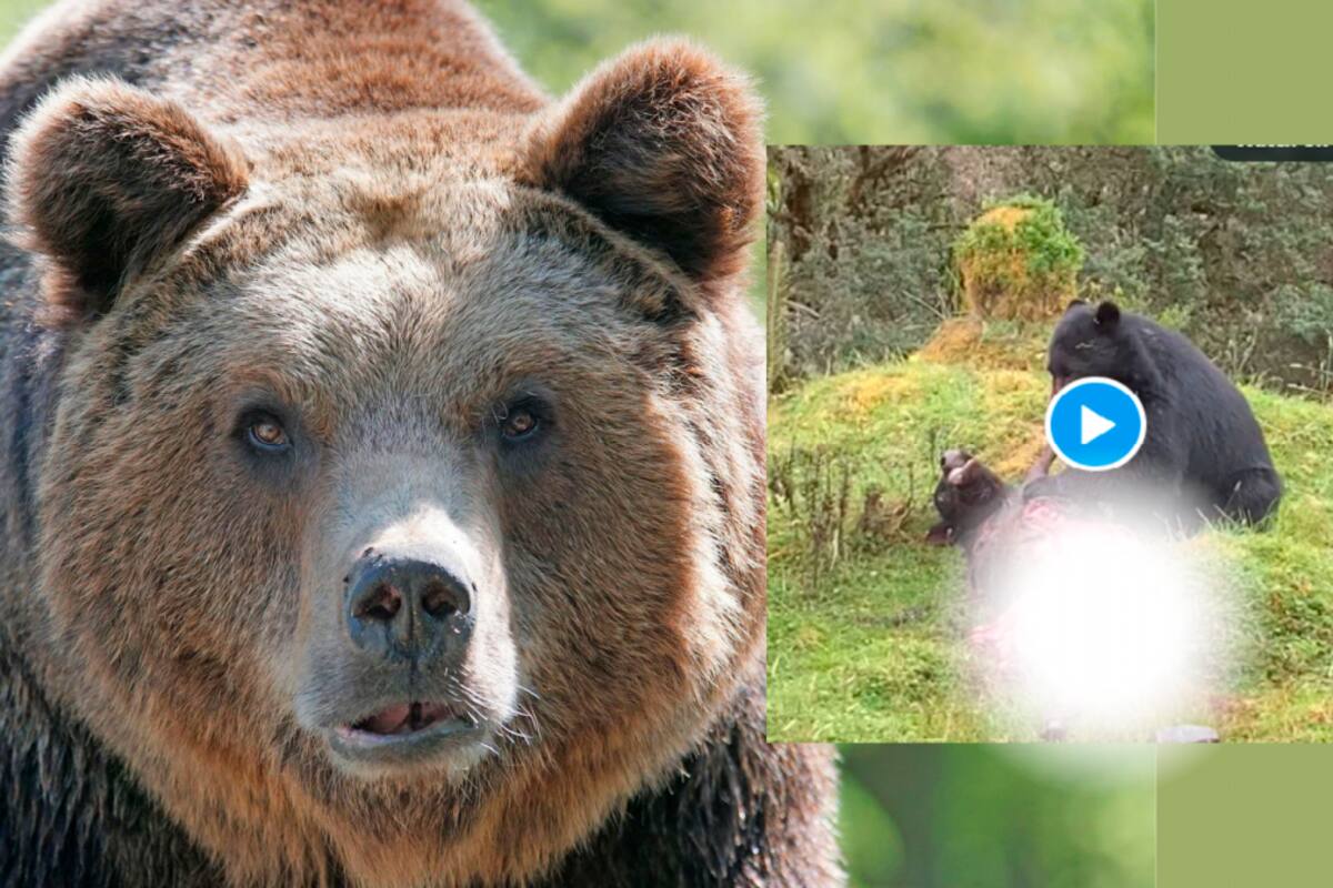 Video: Oso de anteojos ataca a un ternero, autoridad pide no “vengarse”