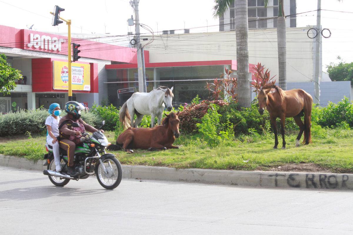Caballos cocheros se salen de las pesebreras porque no aguantan el hambre