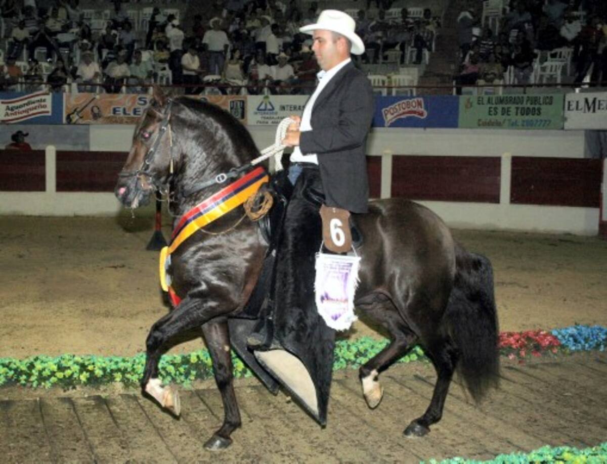 Gran Campeón Reservado Trocha Pura “Cupido”, montador Alex Cano.