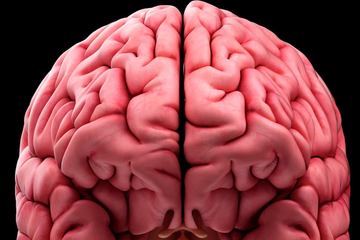 Mito: solo usamos el 10% del cerebro