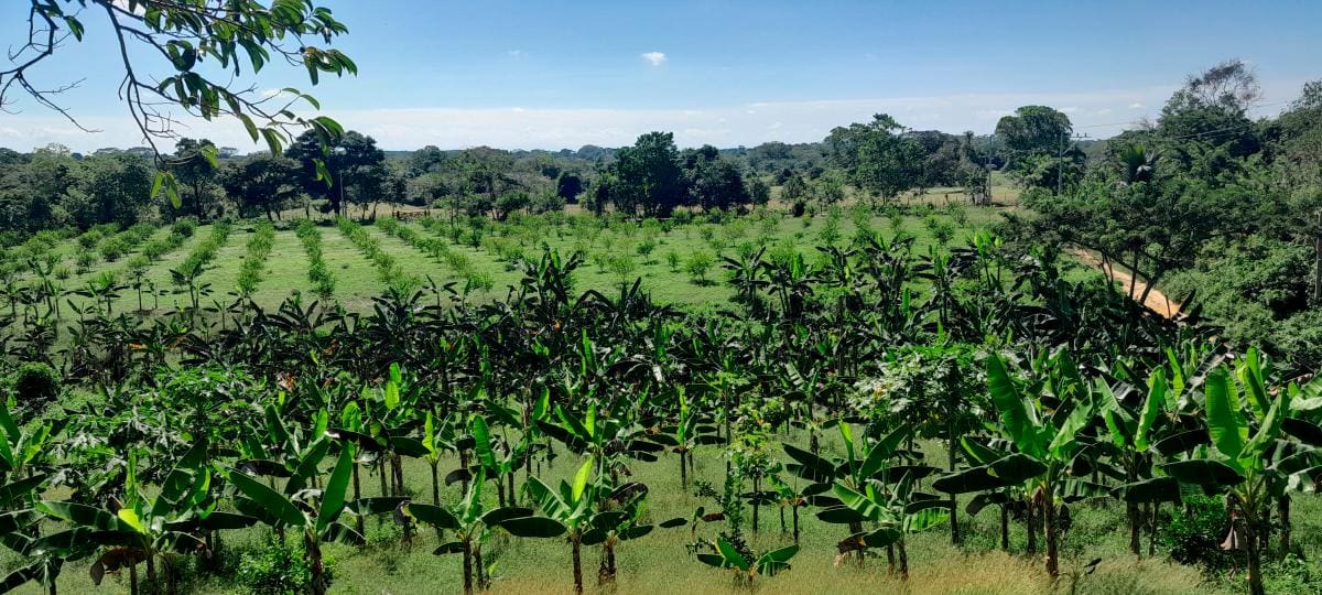 Cultivos orgánicos de plátano, maíz y frutales hay en la finca de Agrícola Camelias. También miel de abejas. // HFA -EU.