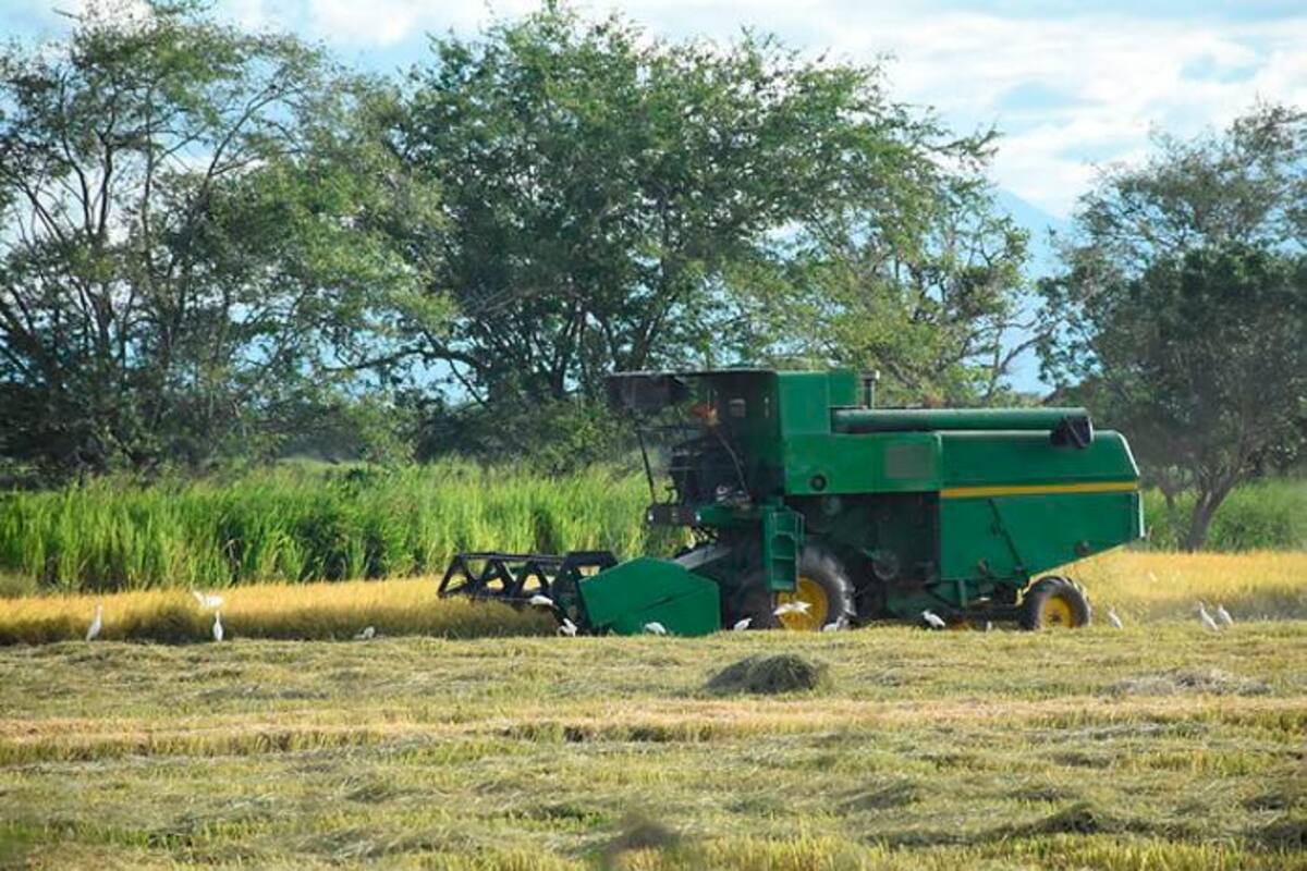 Incentivos para trabajadores agropecuarios en COVID son constitucionales