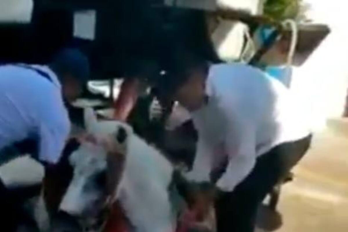 Se repite la historia: caballo cochero se desploma en el Centro Histórico