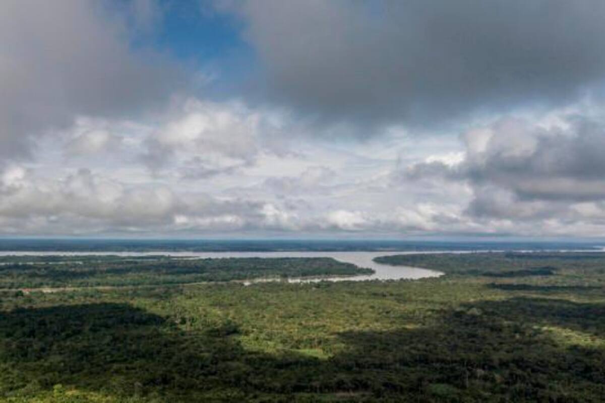 En 2020 Colombia deforestó 171.685 hectáreas de Bosque, según informe