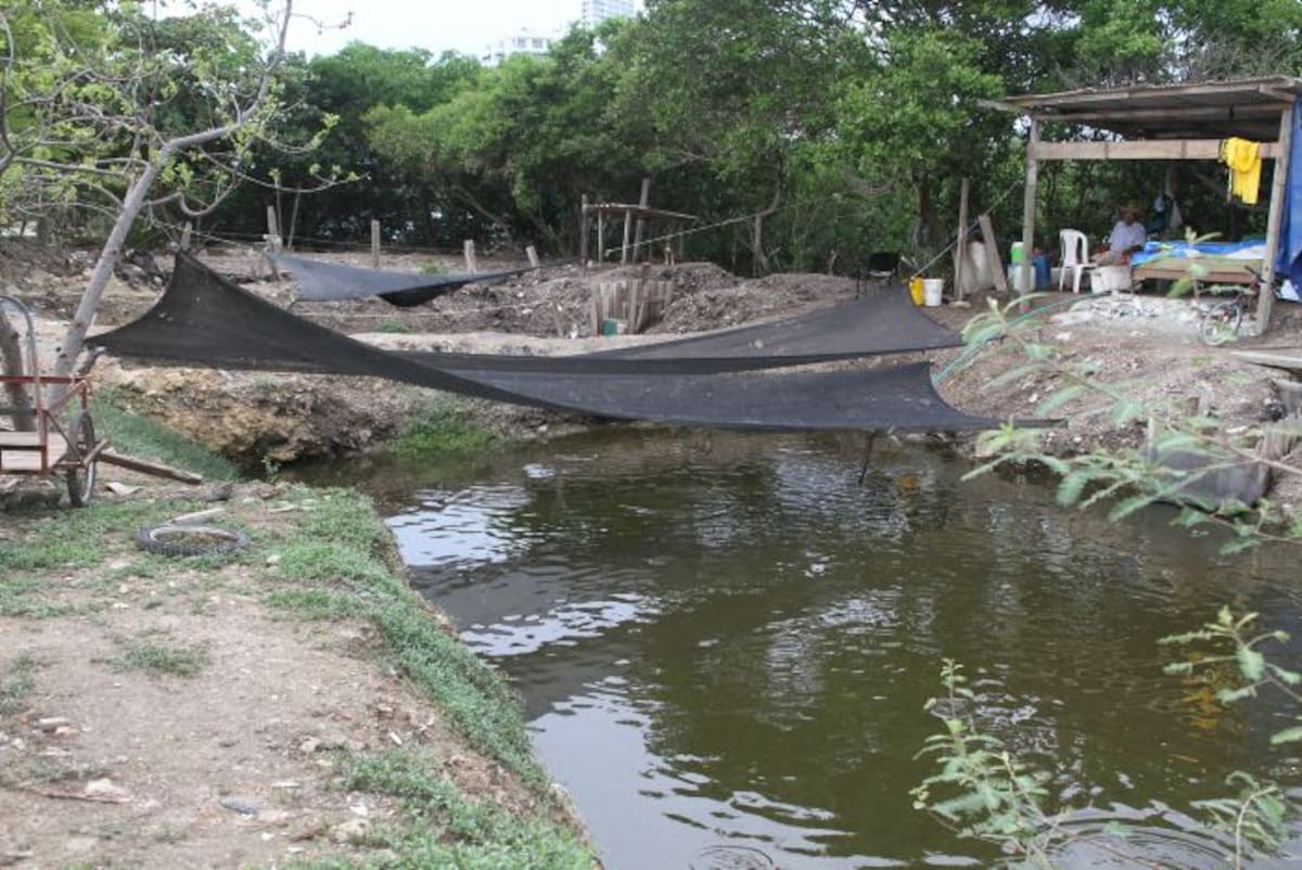 Dos estanques para cultivar sábalo están a orillas del cuerpo de agua. OSCAR DÍAZ ACOSTA