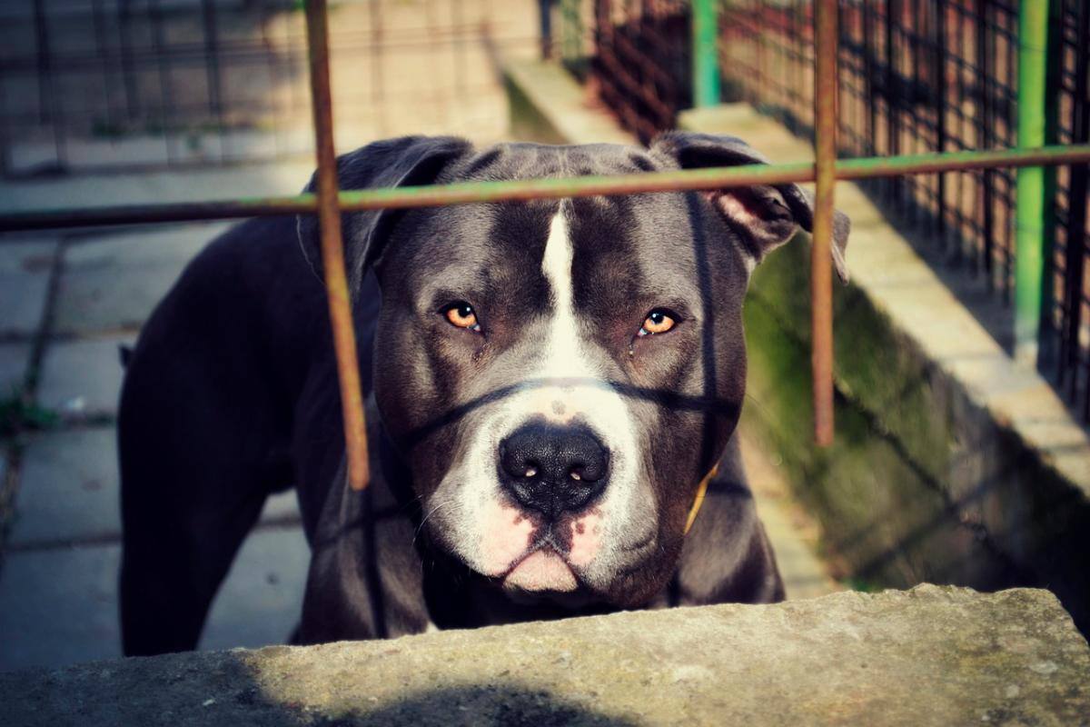 Dos perros pitbull atacaron a una niña de 3 años; la menor murió
