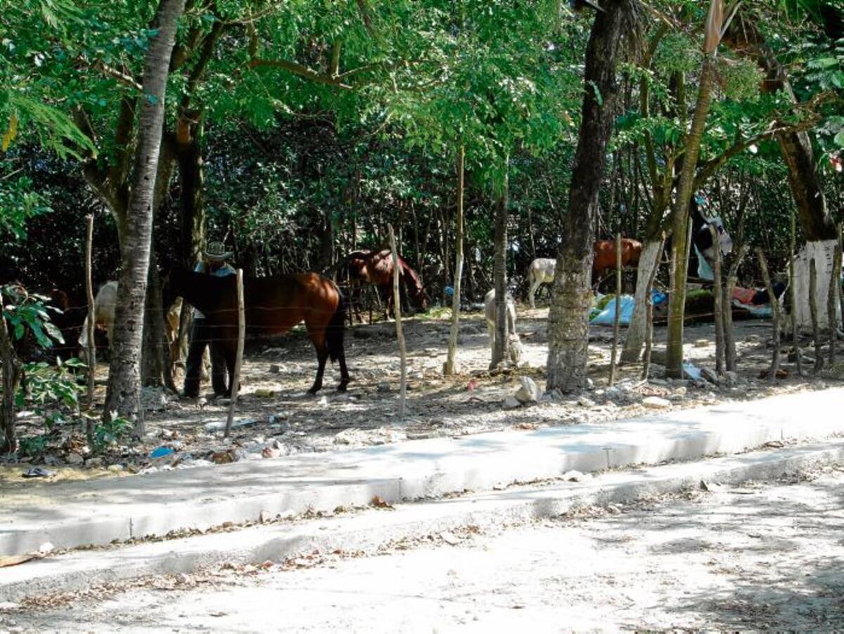 Una zona boscosa de Manga entre el Callejón Nuevo Dandy (Callejón Fuentes) y el Caño de Bazurto, todos los años a finales de enero y comienzos de febrero es convertida en una improvisada pesebrera por personas que buscan ganarse unos pesos durante las Festividades de La Candelaria. PEDRO TORRES, GENTE BAHÍA-EL UNIVERSAL