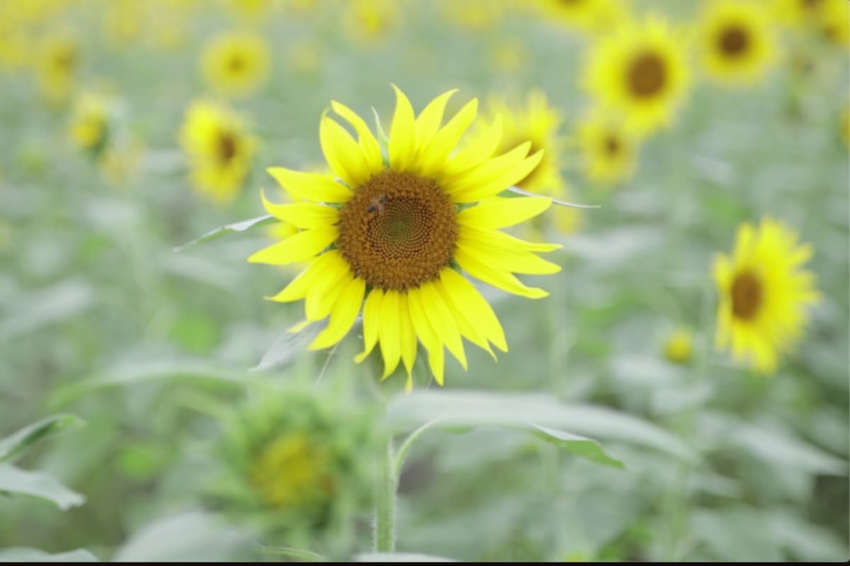 Atlántico lanza la ‘Ruta del Girasol’ para activar el agroturismo