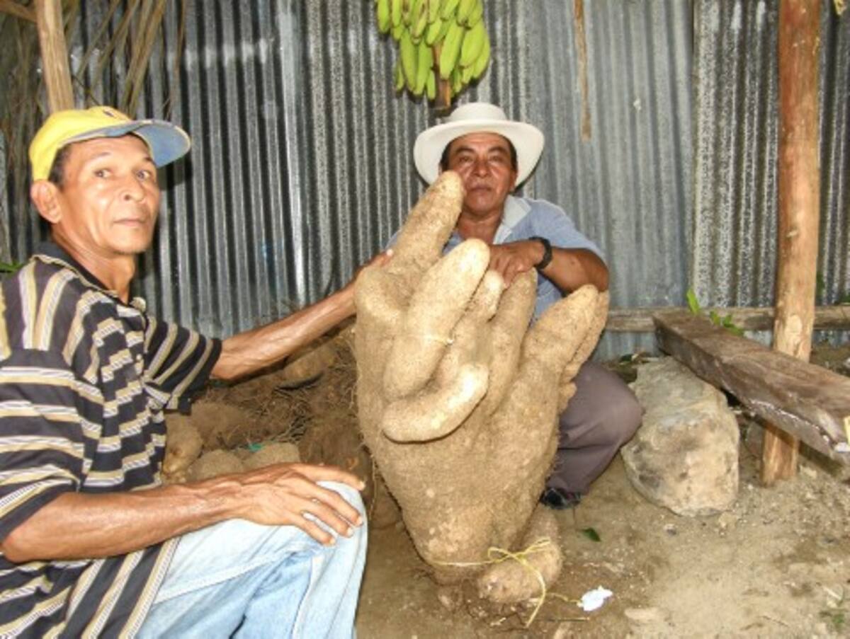 Ñames de todas las clases y tamaños se muestran en San Cayetano.