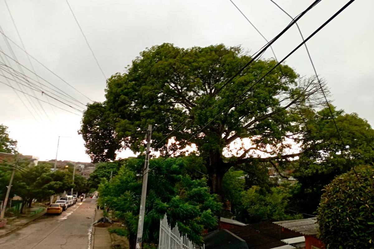 “Queremos evitar una tragedia”: en Piedra de Bolívar piden poda de árboles