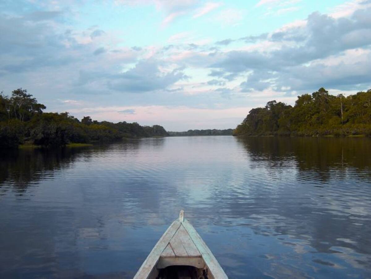 En la Amazonia: 66 especies de plantas en peligro de extinción. COLPRENSA