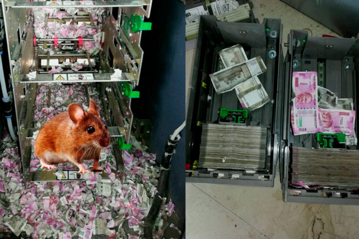 ¡Insólito! Ratón se mete en cajero automático y se come 80 millones de pesos
