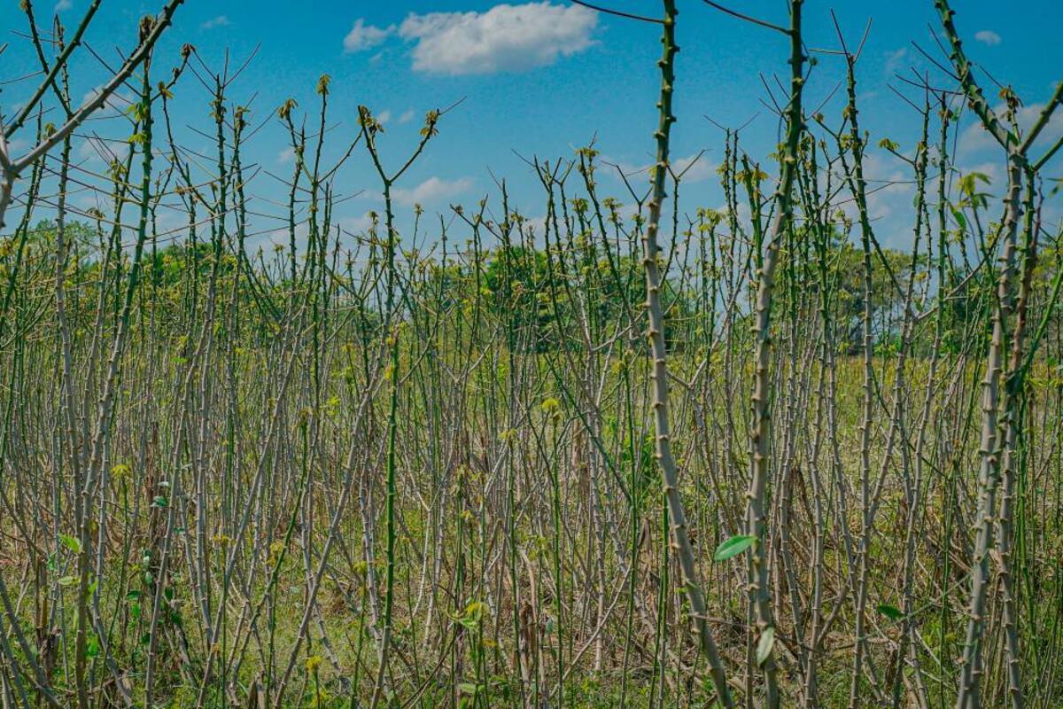 Alerta en Marialabaja por gusano cachón que ataca los cultivos