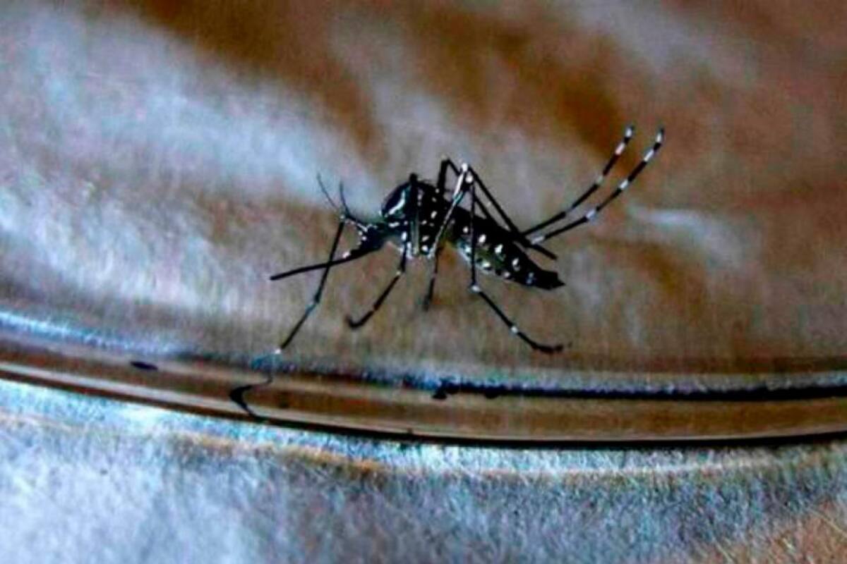 Alerta por brote de dengue en más de 270 municipios de Colombia