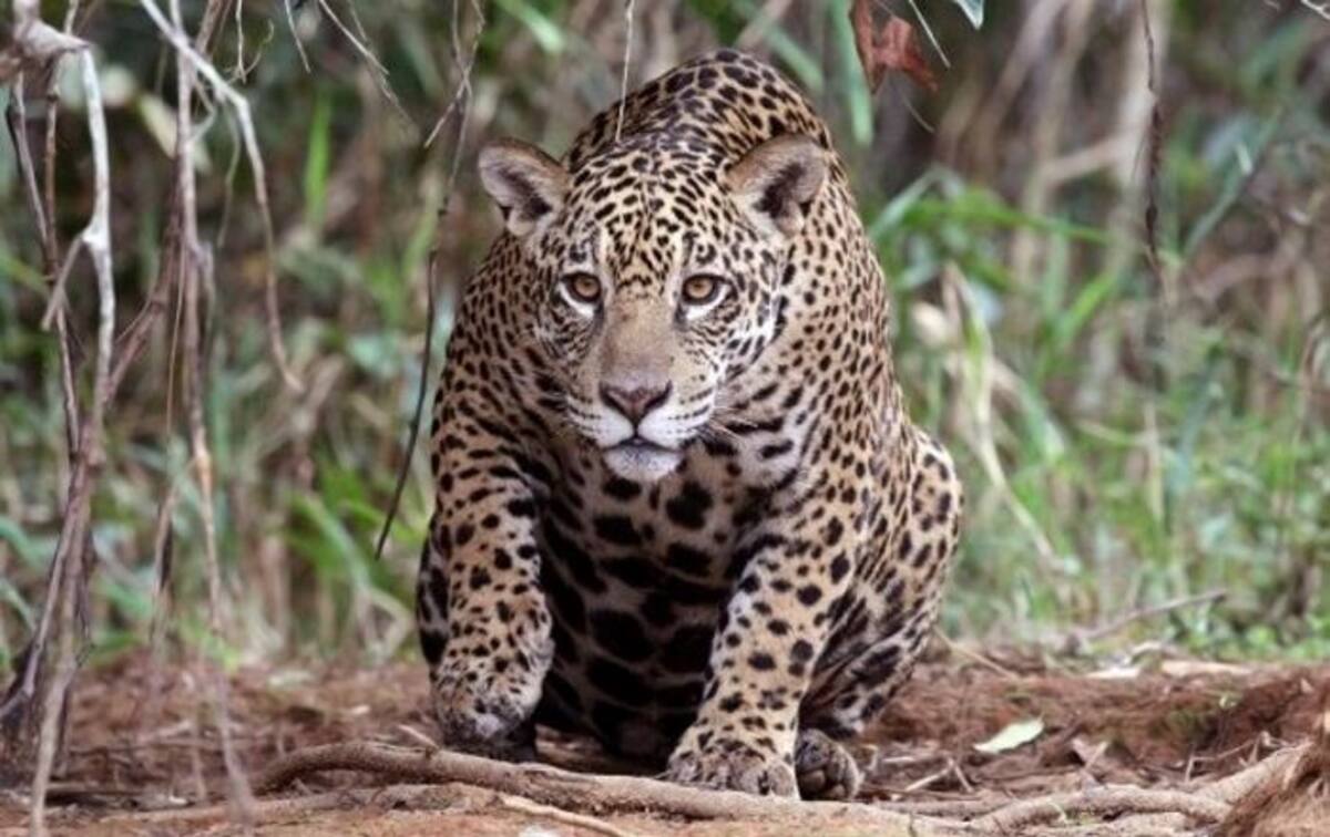 El jaguar será estudiado por la Universidad de Córdoba. Cortesía