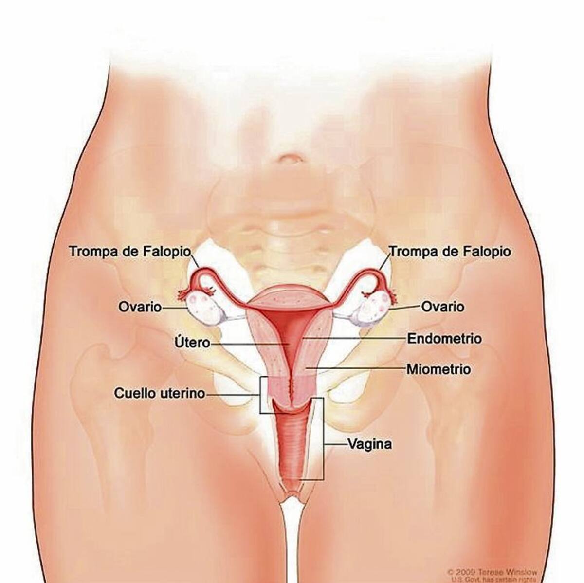 Las vacunas previenen el virus del papiloma humano (VPH), responsable del cáncer del cuello uterino. archivo particular