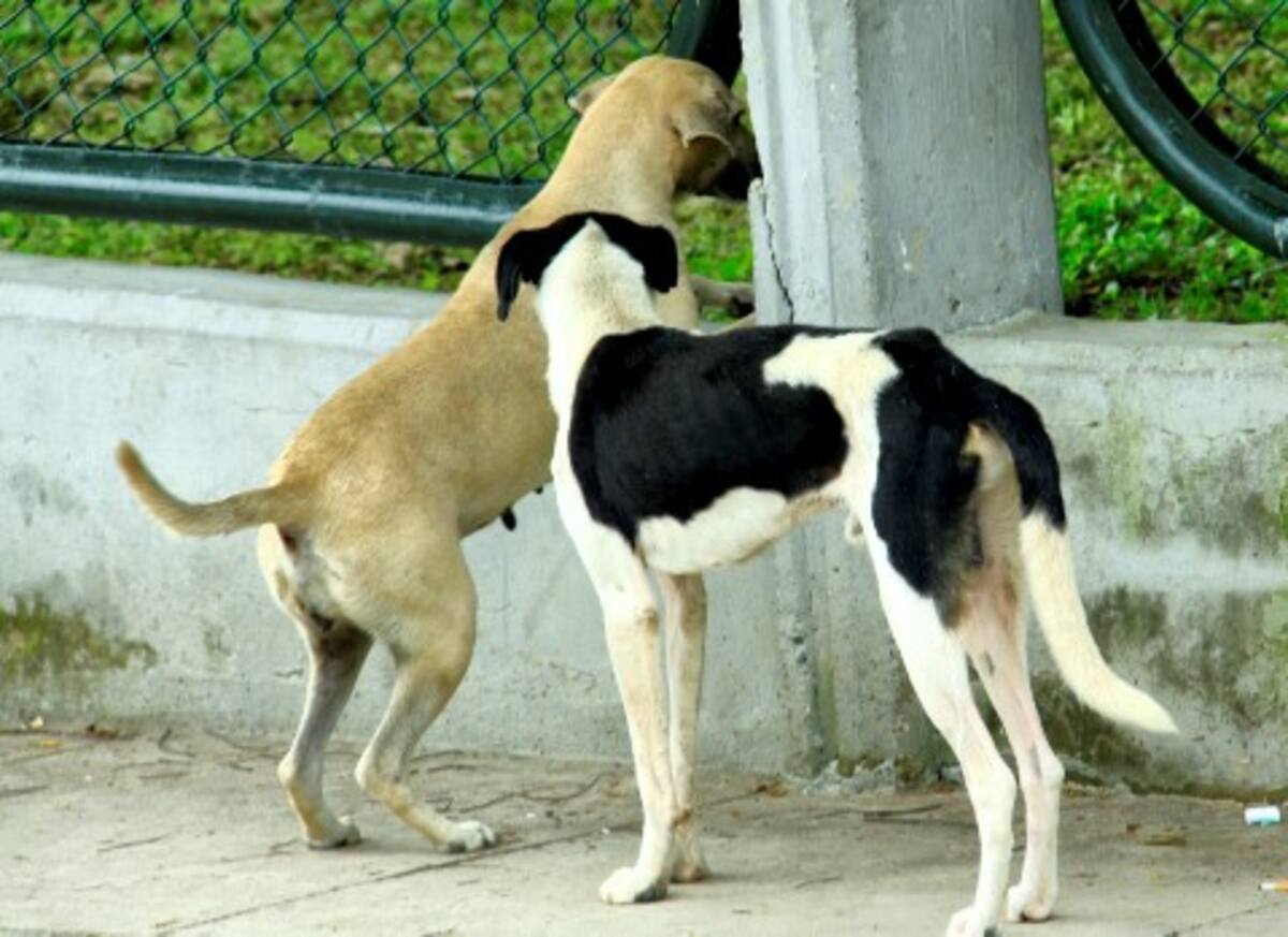 El Estado no hace campañas de esterilización de animales callejeros porque lo considera un gasto suntuoso; esta medida, que no genera elevados costos, sería un método racional para disminuir a mediano plazo, la población de perros y gatos callejeros.
