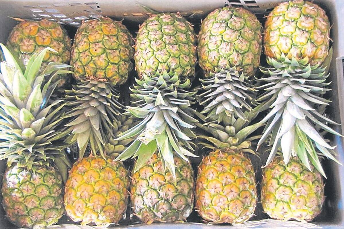 Piña del Cesar, a los paladares de canadienses