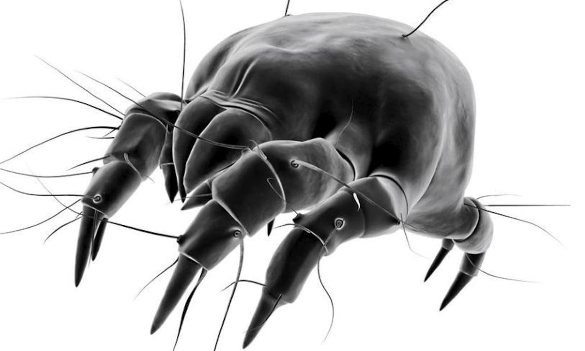 Acaros Grupo de Alergología Experimental e Inmunogenética de la Universidad de Cartagena.