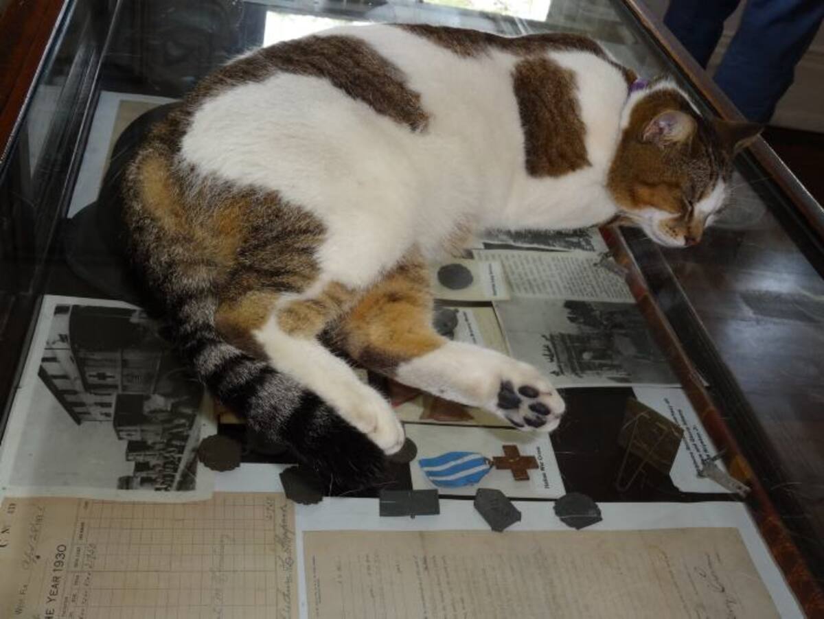 Los gatos reposan sobre todos los muebles. EULALIA PINEDO - EL UNIVERSAL -