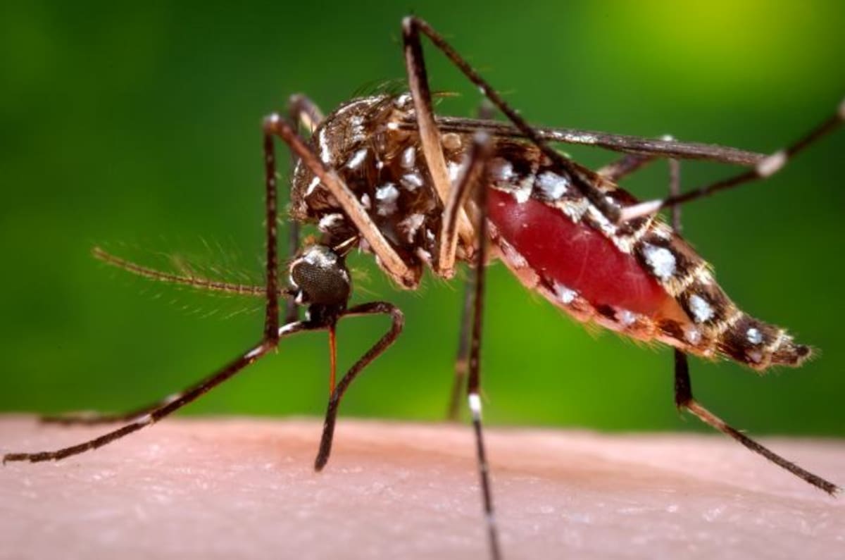 El mismo mosquito transmisor del dengue y chikungunya es el responsable de transmitir el zika. AP James Gathany