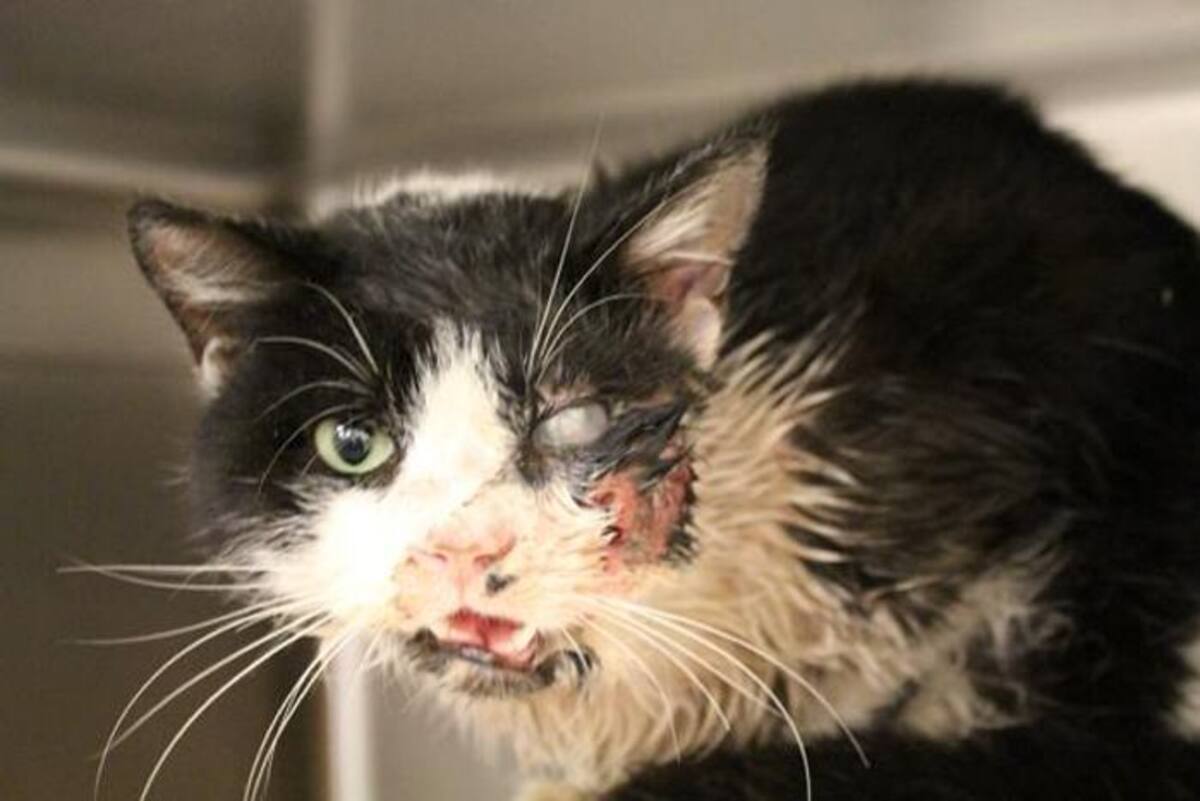 El gato fue sometido el martes a varias operaciones para extirparle el ojo dañado y arreglarle la mandíbula. Archivo - humanesocietytampa.org/