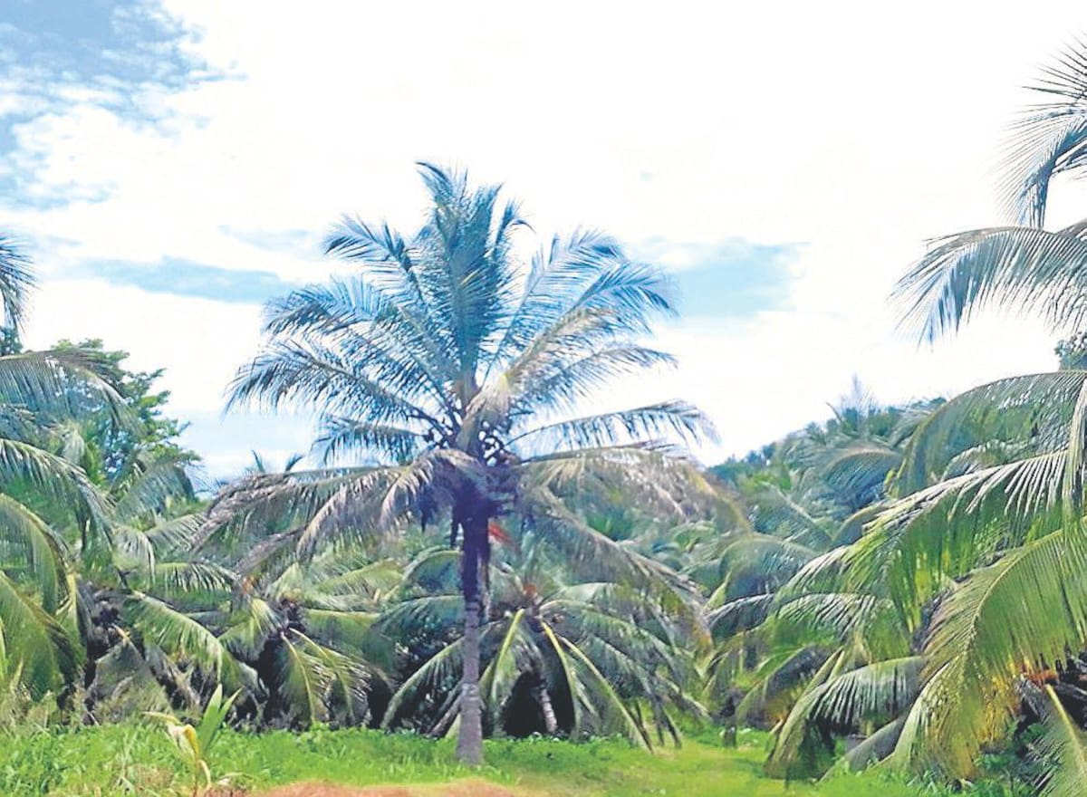 Cultivos de coco en el departamento de Córdoba, principal productor en la Costa Caribe.