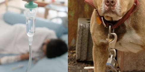 Menor de 2 años murió tras ser atacado por un pitbull