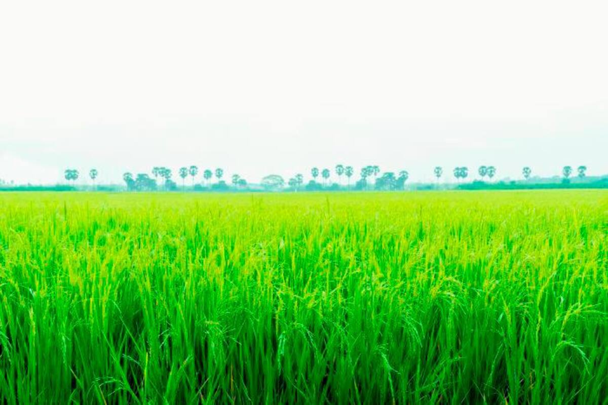 4 ayudas financieras para productores del campo