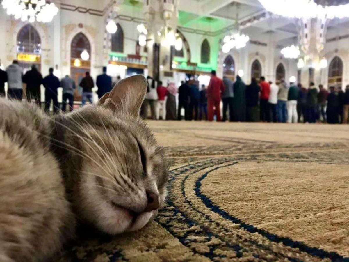 Un gato durmiendo al interior de la Mezquita de Hagia Sophia en Estambul. //Cortesía X: @BaytAlFann