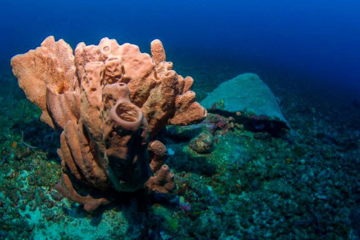 Hoy, rueda de negocios del Parque Nacional Natural Corales de Profundidad