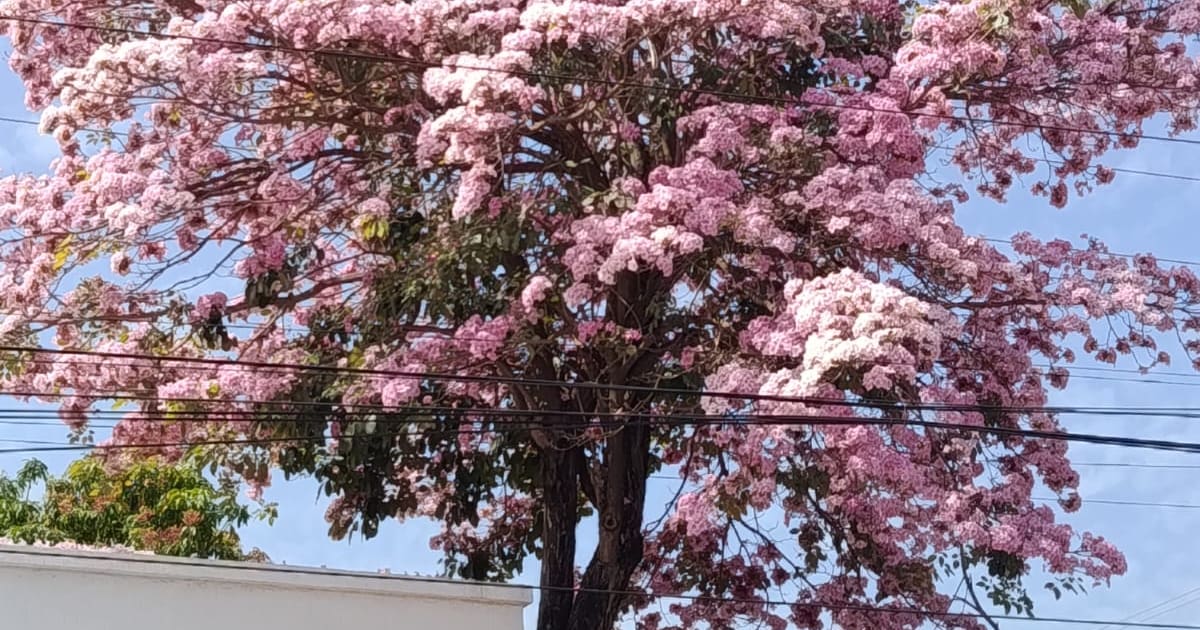 In Photos: It's Not Japan, the Reason for the Blooming of Pink Trees in Cartagena