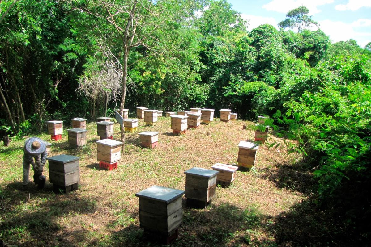 Miel de abejas: un panal de oportunidades en San Jacinto y Montes de María