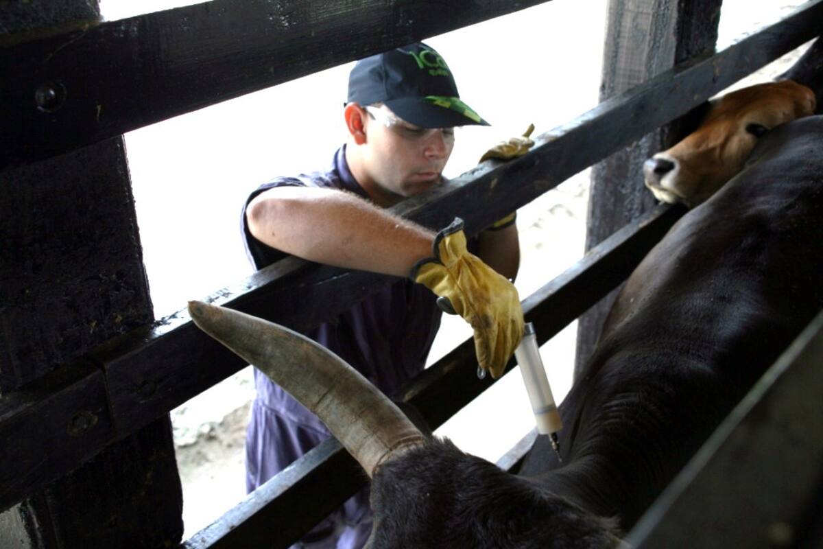 Ganaderos, a cumplir con la vacunación antiaftosa