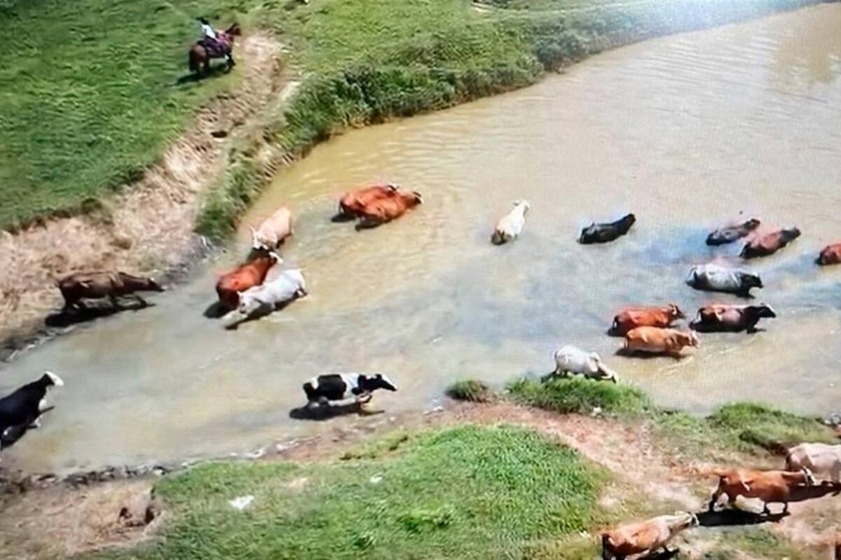 Anuncian medidas para atender animales de producción ante emergencia en Caregato